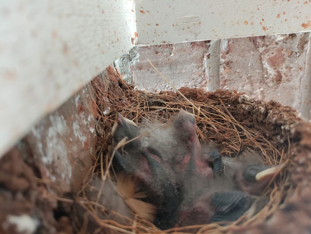 picture of baby barn swallows in their nest