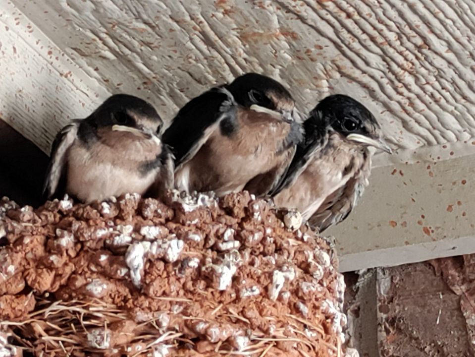 barn swallows about to leave nest in Oklahoma
