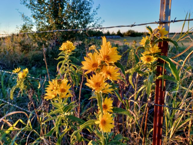 pictures of native sunflowers growing on NW 122nd west west of Rockwell in Oklahoma City